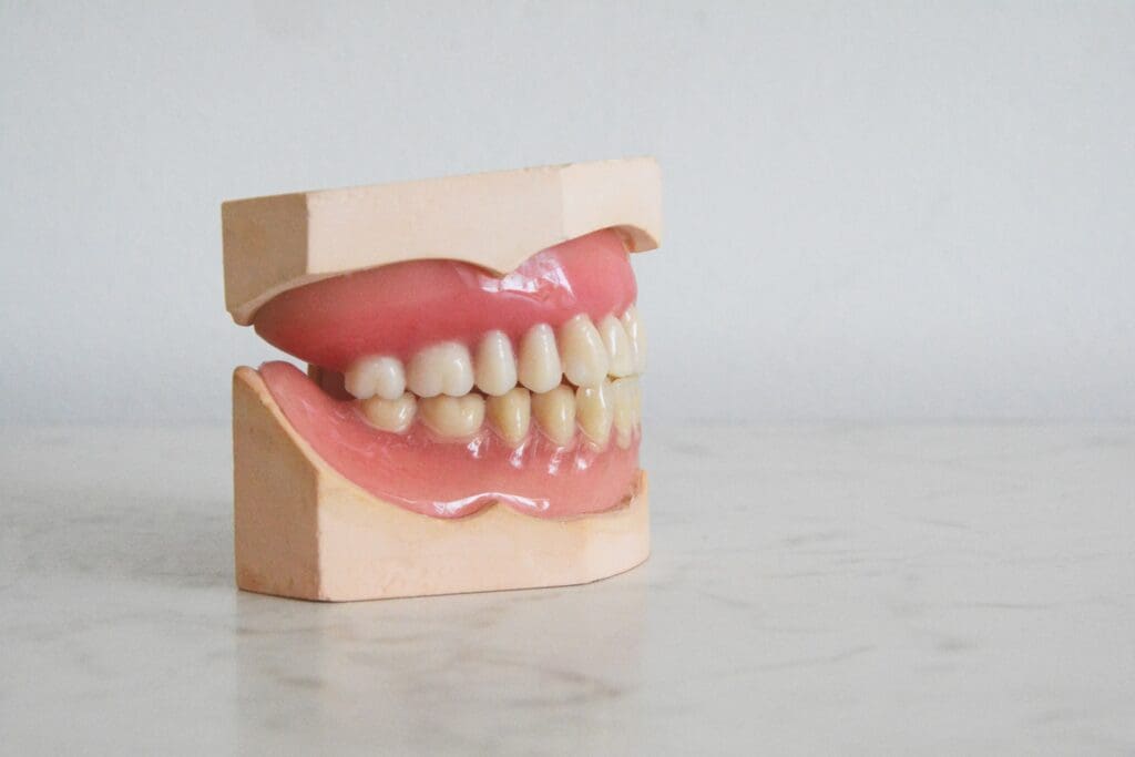 Teeth model on table