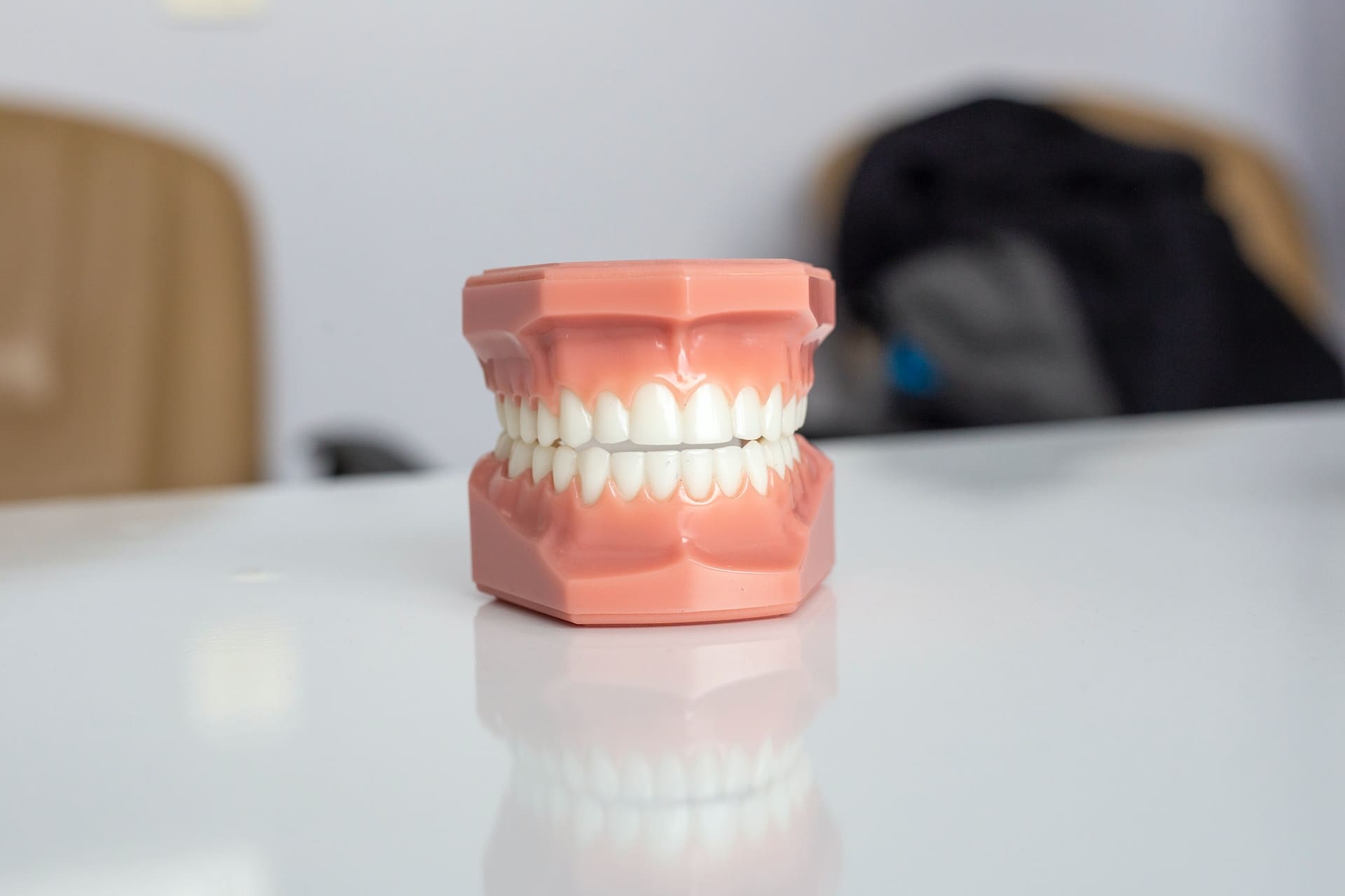 Model of the dental structure.